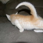 Griffin Savannah, F-6B, Cream with spots, male, DOB 2-21-16