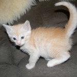 Griffin Savannah, F-6B, Cream with spots, male, DOB 2-21-16