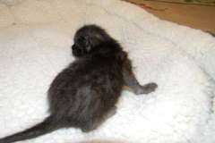 Savannah F-6B Dark Smoke Near Black Male DOB 4-2-15