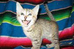 Savannah F-6B Female Bi-Color spotted DOB 12/29/16