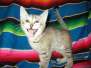 Savannah F-6B Female Bi-Color spotted DOB 12/29/16
