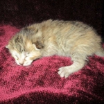 Savannah, F-6B, Female, Bi-color, DOB 12/29/16