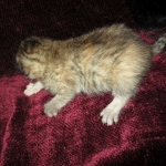 Savannah, F-6B, Female, Bi-color, DOB 12/29/16