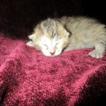 Savannah, F-6B, Female, Bi-color, DOB 12/29/16