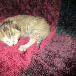 Savannah, F-6B, Female, Bi-color, DOB 12/29/16