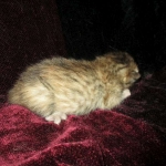 Savannah, F-6B, Female, Bi-color, DOB 12/29/16