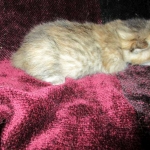 Savannah, F-6B, Female, Bi-color, DOB 12/29/16