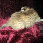 ISavannah, F-6B, Female, Bi-color, DOB 12/29/16