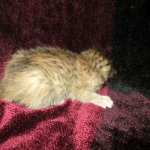 Savannah, F-6B, Female, Bi-color, DOB 12/29/16