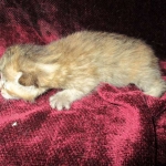 Savannah, F-6B, Female, Bi-color, DOB 12/29/16