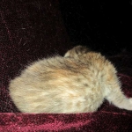 Savannah, F-6B, Female, Bi-color, DOB 12/29/16