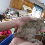 Savannah, F-6B, Female, Bi-color, DOB 12/29/16