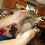 Savannah, F-6B, Female, Bi-color, DOB 12/29/16