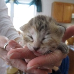 Savannah, F-6B, Female, Bi-color, DOB 12/29/16