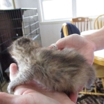 Savannah, F-6B, Female, Bi-color, DOB 12/29/16