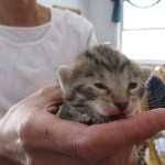 Savannah, F-6B, Female, Bi-color, DOB 12/29/16