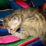 Savannah, F-6B, Female, Bi-color, DOB 12/29/16