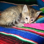 Savannah, F-6B, Female, Bi-color, DOB 12/29/16