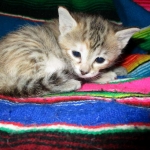 Savannah, F-6B, Female, Bi-color, DOB 12/29/16