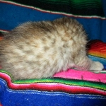 Savannah, F-6B, Female, Bi-color, DOB 12/29/16