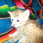 Savannah, F-6B, Female, Bi-color, DOB 12/29/16