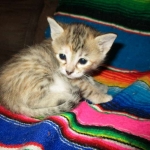 Savannah, F-6B, Female, Bi-color, DOB 12/29/16