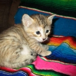 Savannah, F-6B, Female, Bi-color, DOB 12/29/16