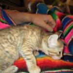 Savannah, F-6B, Female, Bi-color, DOB 12/29/16