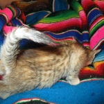 Savannah, F-6B, Female, Bi-color, DOB 12/29/16