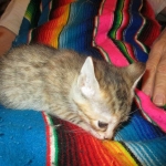 Savannah, F-6B, Female, Bi-color, DOB 12/29/16