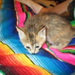 Savannah, F-6B, Female, Bi-color, DOB 12/29/16