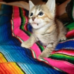 Savannah, F-6B, Female, Bi-color, DOB 12/29/16