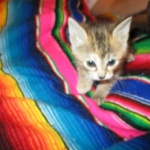 Savannah, F-6B, Female, Bi-color, DOB 12/29/16