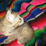 Savannah, F-6B, Female, Bi-color, DOB 12/29/16