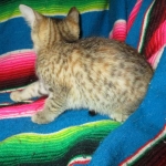 Savannah, F-6B, Female, Bi-color, DOB 12/29/16