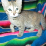 Savannah, F-6B, Female, Bi-color, DOB 12/29/16