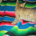 Savannah, F-6B, Female, Bi-color, DOB 12/29/16