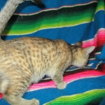 Savannah, F-6B, Female, Bi-color, DOB 12/29/16