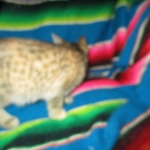 Savannah, F-6B, Female, Bi-color, DOB 12/29/16