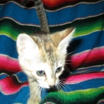 Savannah, F-6B, Female, Bi-color, DOB 12/29/16