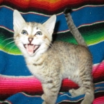 Savannah, F-6B, Female, Bi-color, DOB 12/29/16