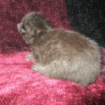 Savannah, F-6b, Black on Black, Male DOB 12/29/16