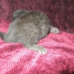 Savannah, F-6b, Black on Black, Male DOB 12/29/16