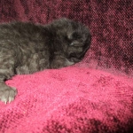 Savannah, F-6b, Black on Black, Male DOB 12/29/16