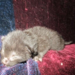 Savannah, F-6b, Black on Black, Male DOB 12/29/16