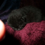 Savannah, F-6b, Black on Black, Male DOB 12/29/16