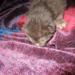 Savannah, F-6b, Black on Black, Male DOB 12/29/16