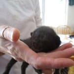 Savannah, F-6b, Black on Black, Male DOB 12/29/16