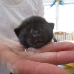 Savannah, F-6b, Black on Black, Male DOB 12/29/16