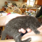 Savannah, F-6b, Black on Black, Male DOB 12/29/16